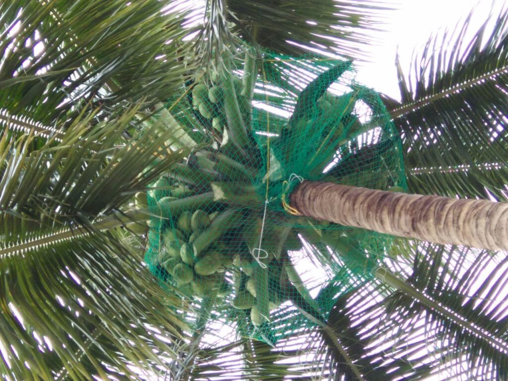 Coconut Tree Safety Nets